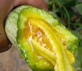 夸克吃网红的瓜