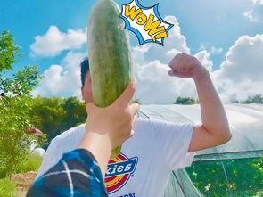 网红吃瓜爆料大全怀孕,揭秘娱乐圈怀孕大事件